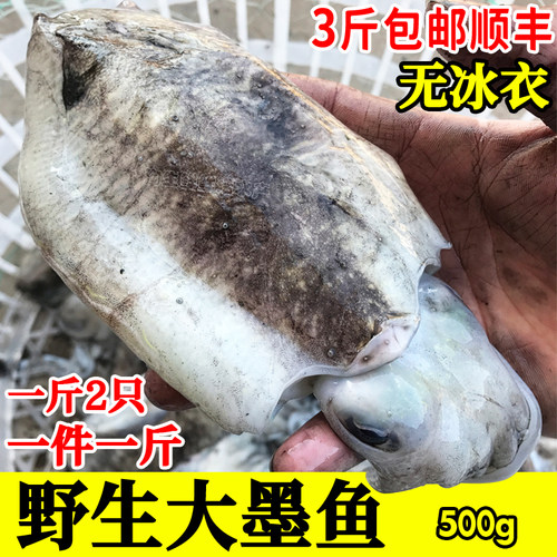 大墨鱼单只包装一斤1-2只