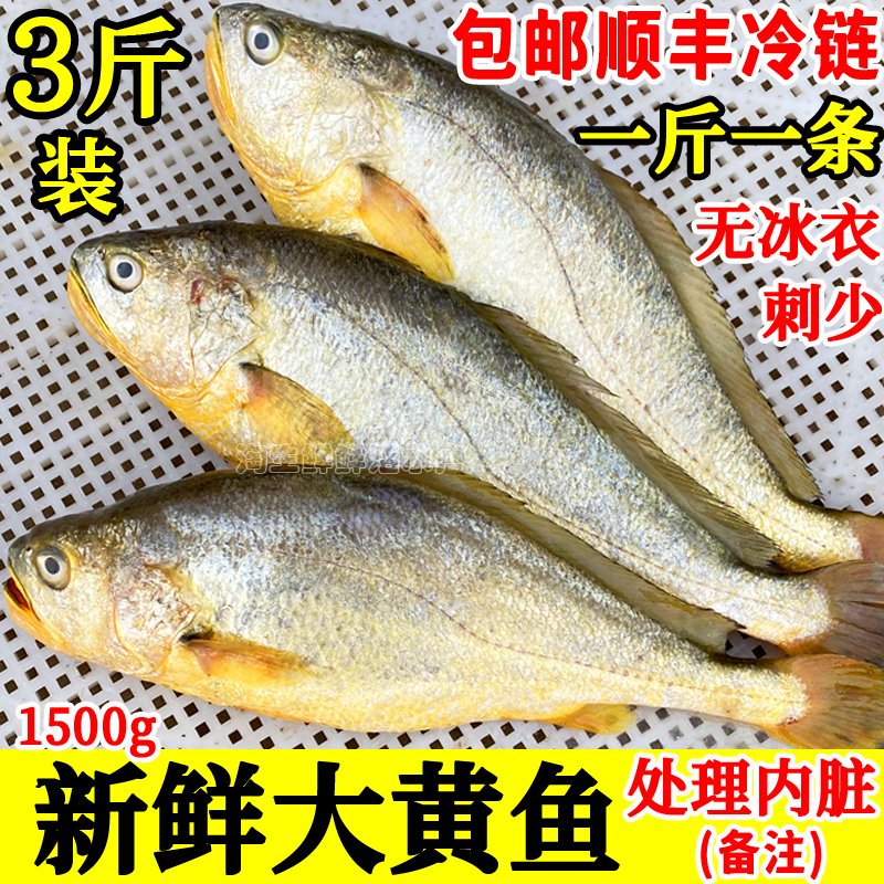 黄花鱼海鱼新鲜刺少无冰衣3斤3条