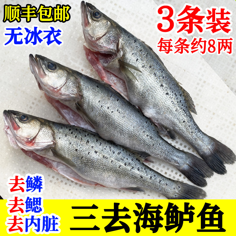 深海七星鲈鱼新鲜去鳞去鳃去内脏