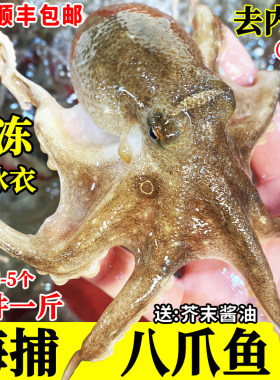 鲜活章鱼八爪鱼活冻小章鱼一斤