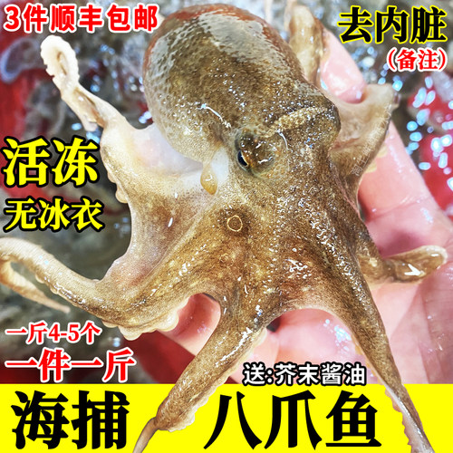 鲜活章鱼八爪鱼活冻小章鱼一斤
