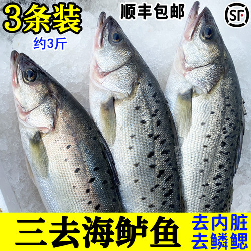 3条海鲈鱼已去内脏新鲜冷冻海鱼