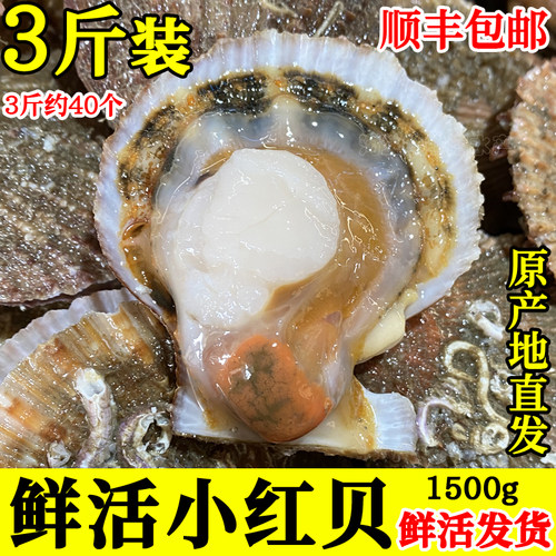 3斤鲜活小红贝红扇贝野生40左右
