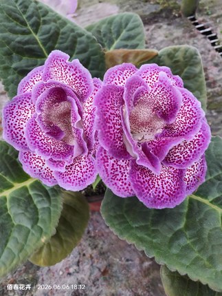 麻点大岩桐花苗芙蓉海澜苗发一颗海澜苗室内花卉没有花苞一盆海澜