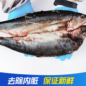 新鲜海青鱼海鱼青条鱼 冷冻鲭鱼水产红线鱼鲜活海鲜太平洋鲱鱼 包邮