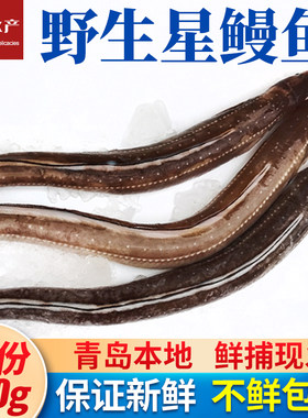 海捕海鳝顺丰特快青岛本地鳗鲡鱼