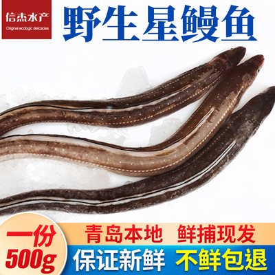 海捕海鳝顺丰特快青岛本地鳗鲡鱼