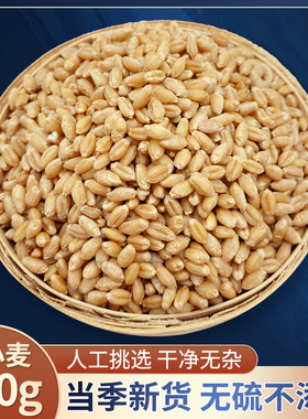 新货淮小麦中药材500克正品饱满怀小麦浮麦甘麦大枣汤原材料