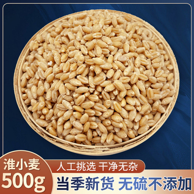 新货淮小麦中药材500克