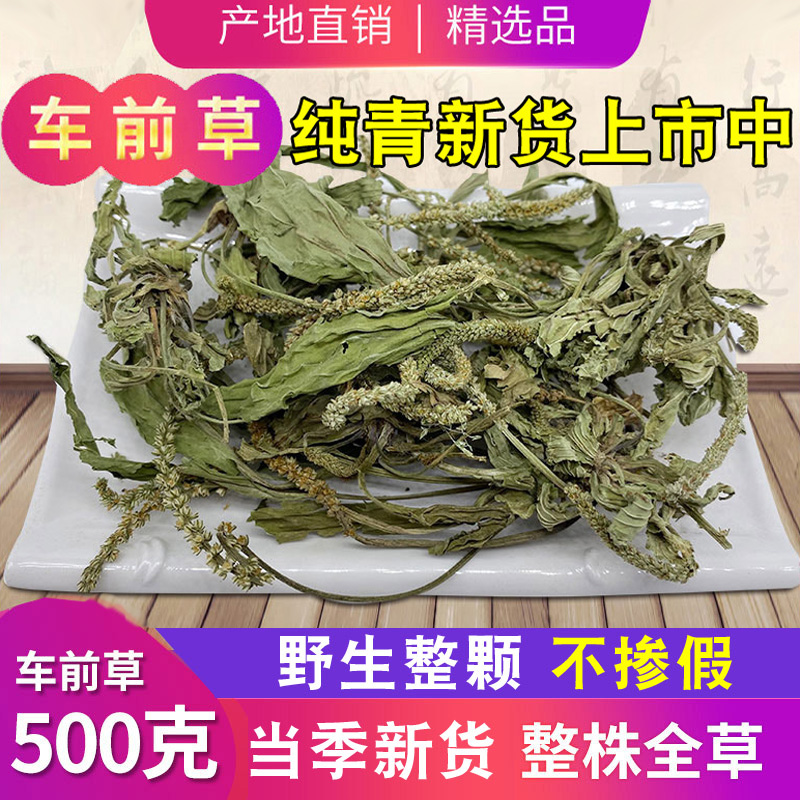 三月整棵野生新鲜棉绵红枣茵陈