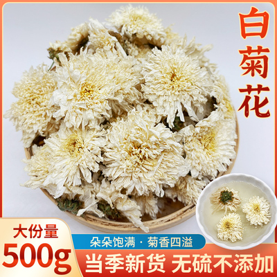 白菊花茶500g散装黄山白菊花