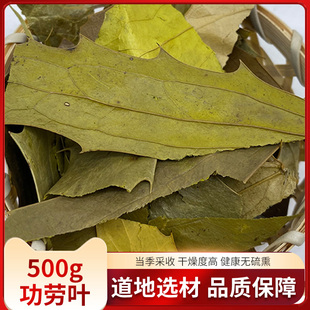 正品 功劳叶500g中药材十大功劳叶枸骨叶猫儿刺 刺八角刺可磨粉