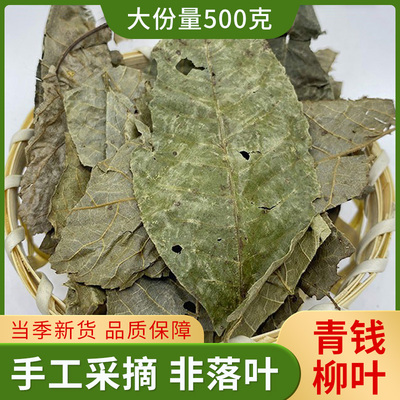 青钱柳叶500克中药材野生古树
