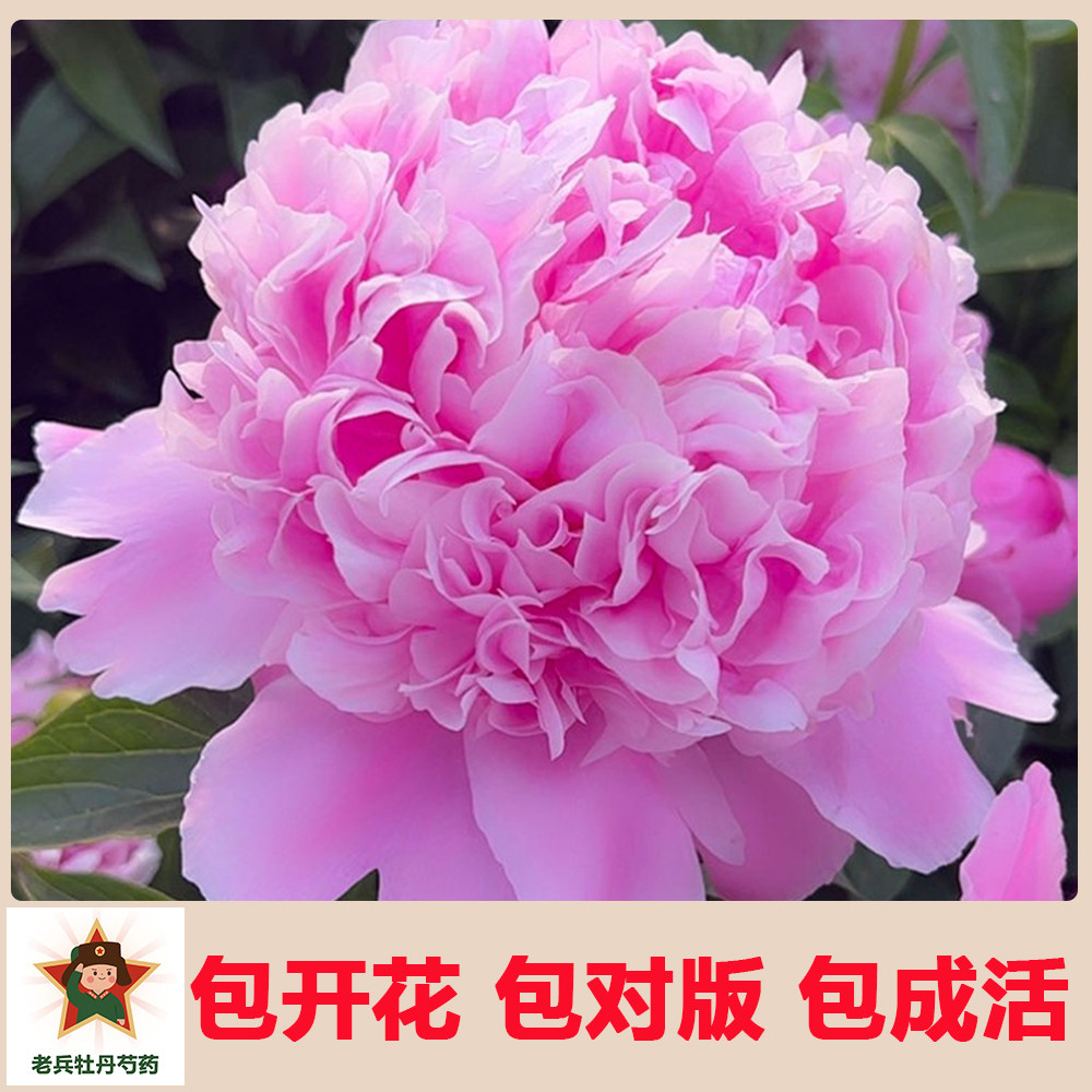 进口芍药花苗 兰富士 多年生盆栽庭院种植当年开花网红包成活