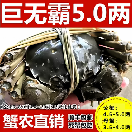 活蟹湖北特产鄂州梁子湖区梁子岛大闸蟹新鲜活河蟹12只精品中秋礼