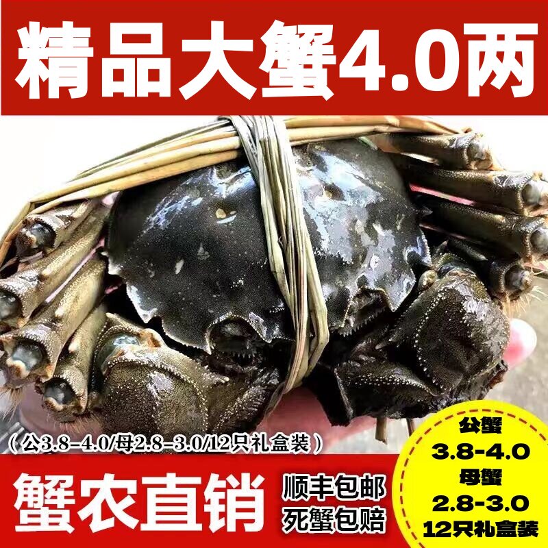 特产螃蟹鲜活中秋12只礼盒装