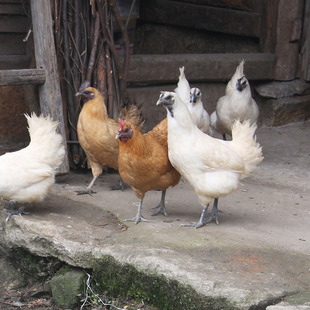 高山雪峰乌骨鸡农家散养乌鸡土鸡新鲜鲜活现杀老母鸡活鸡顺丰包邮