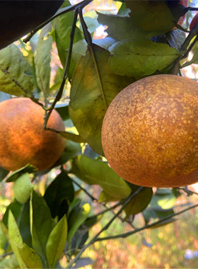 丑胡柚常山县发货外皮麻点花斑微苦低糖黄心柚子高山种植新鲜水果