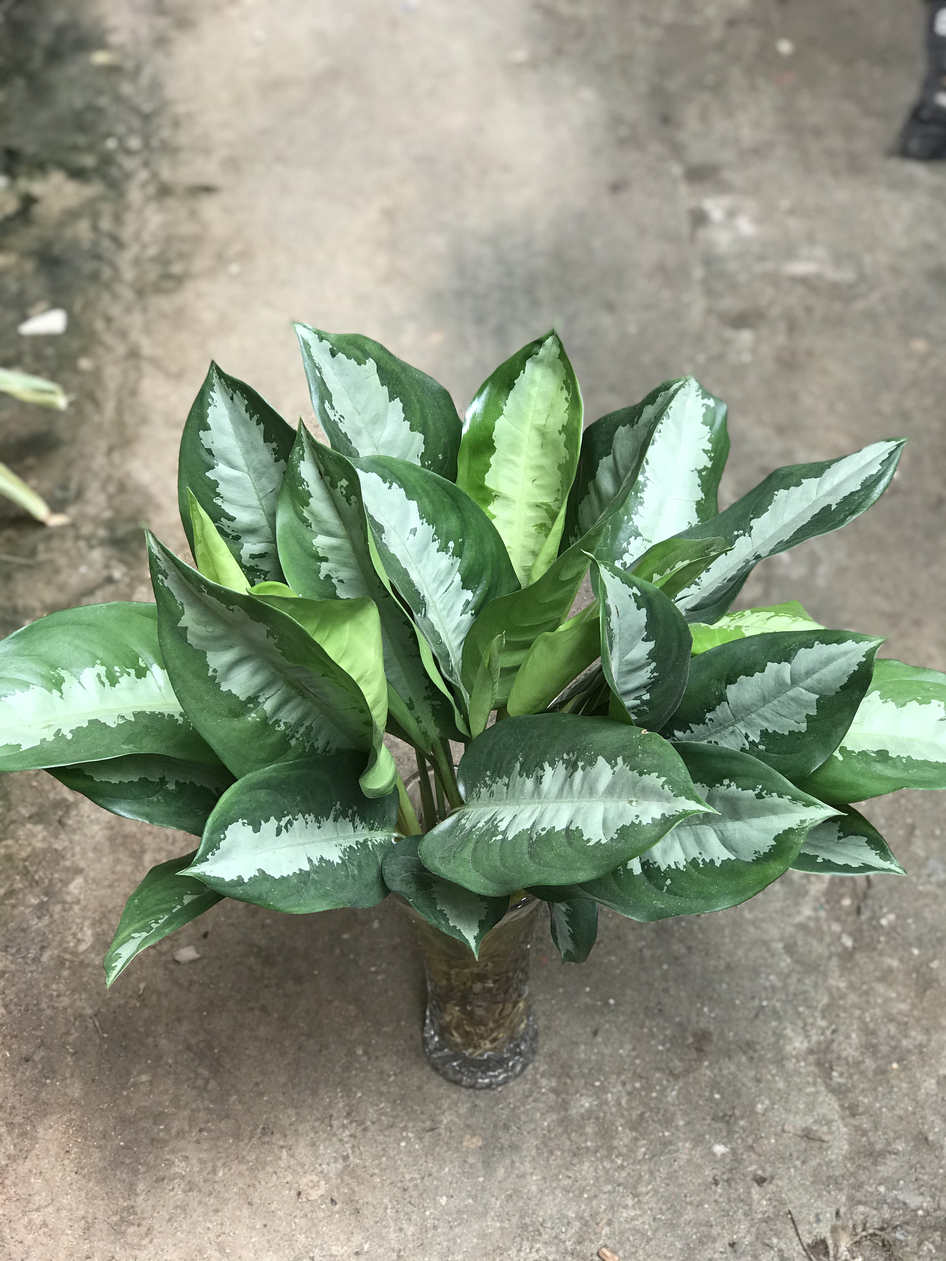 雅丽皇后盆栽净化空气 好养植物 客厅办公室走廊前台绿植