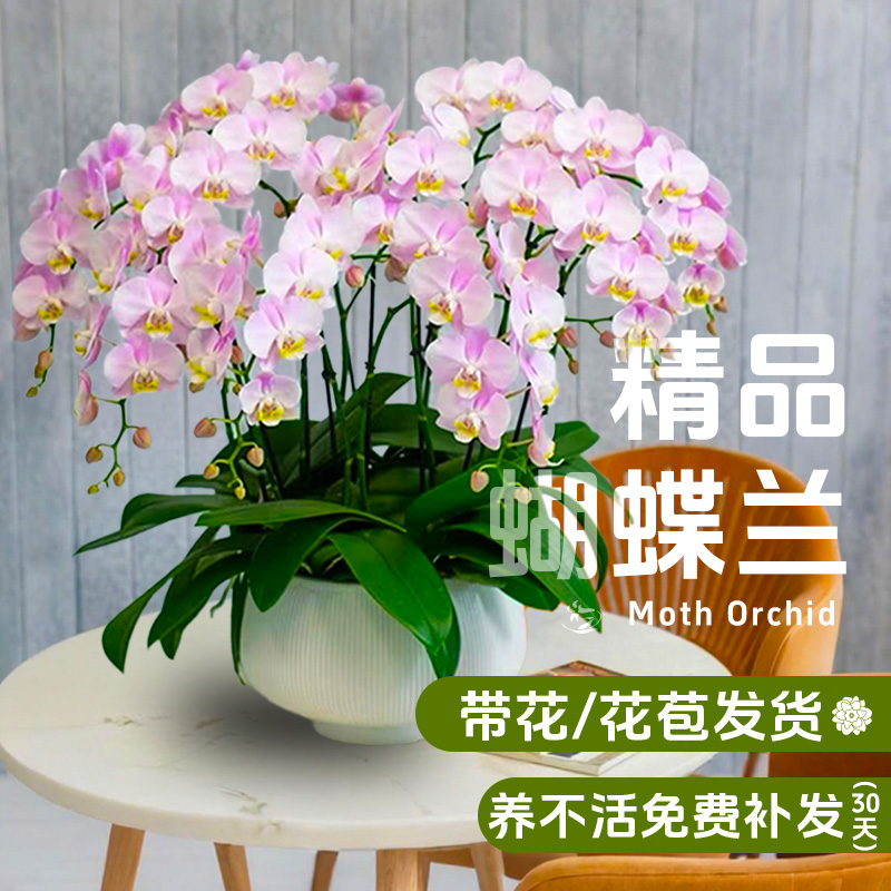 蝴蝶兰盆栽带花剑花苞兰花大苗