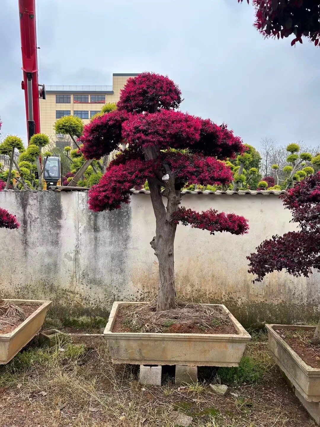 精品红花继木盆景造型老桩庭院风景阳台家庭四季室外花园耐寒常绿