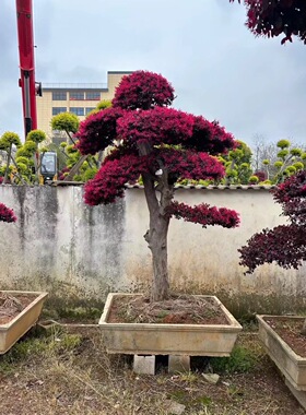 精品红花继木盆景造型老桩庭院风景阳台家庭四季室外花园耐寒常绿