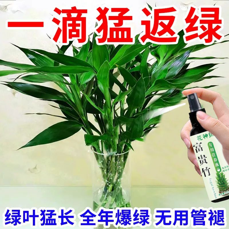 富贵竹营养液生根促发芽爆盆四季常绿专用肥防黄叶枯瘦烂根不发芽