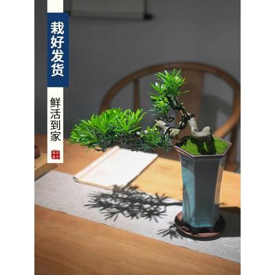 汉松型盆景悬崖老桩造真罗盆景桌面植物室内养阳台好绿植松树盆栽