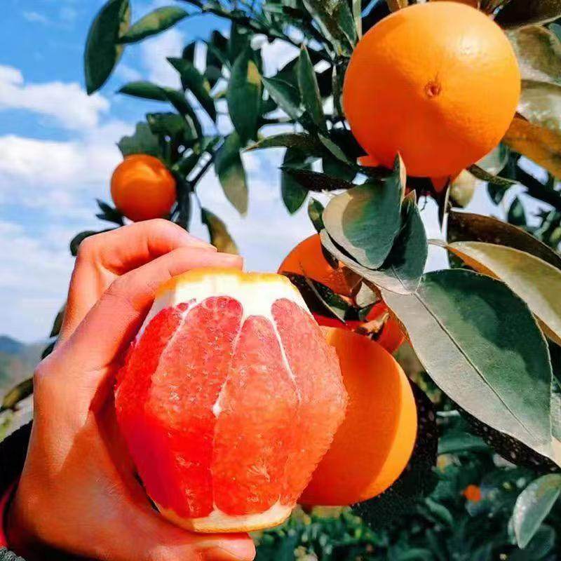 中华卡拉红血橙10斤果园产地直销当季水果橙子果肉脆甜可口爆汁,水产肉类/新鲜蔬果/熟食,橙,淘宝优惠券,粉丝福利购,淘宝优惠卷