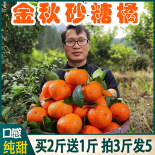 纯甜广西金秋砂糖橘新鲜水果整箱橘子沙糖桔非广东四会蜜橘