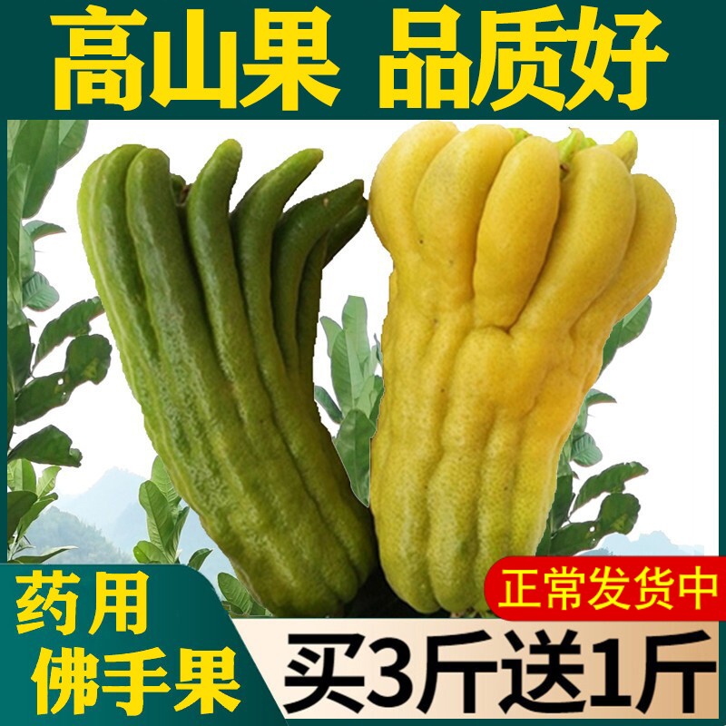 现摘新鲜佛手果佛手柑鲜果润喉鲜佛手3斤果实中药材果树苗香橼茶