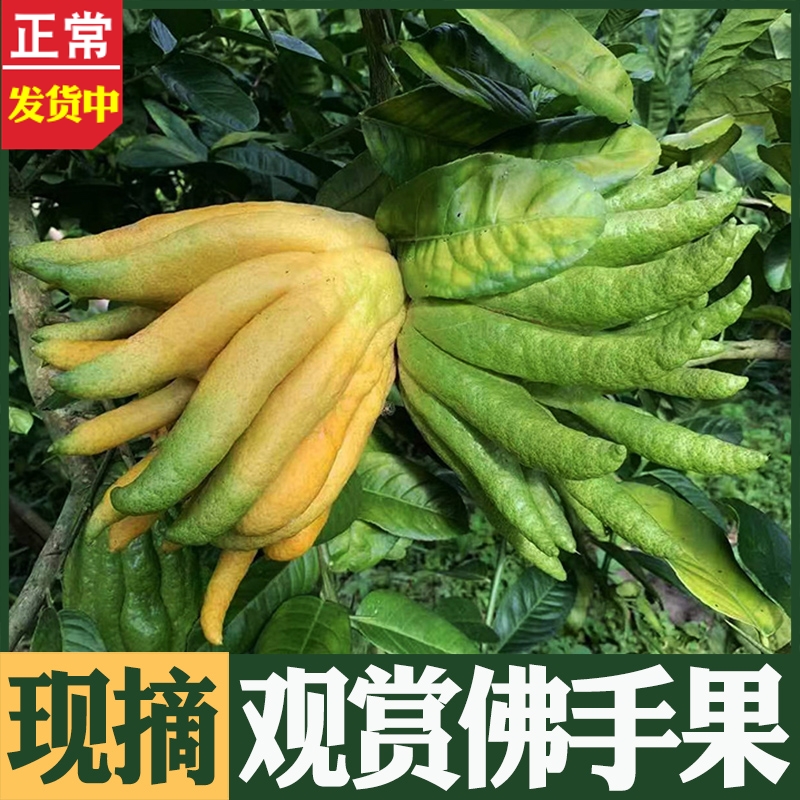 现摘观赏佛手果清供闻香