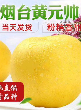 山东黄金帅刮泥沙苹果黄元帅金帅新鲜水果黄香蕉甜面5斤10斤包邮