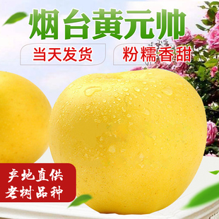 山东黄金帅刮泥沙苹果黄元帅金帅新鲜水果黄香蕉甜面5斤10斤包邮
