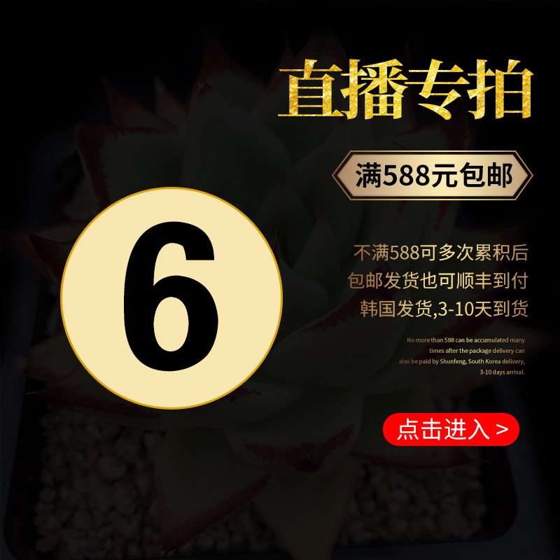 六号链接蔡蔡韩国进口多肉植物专拍