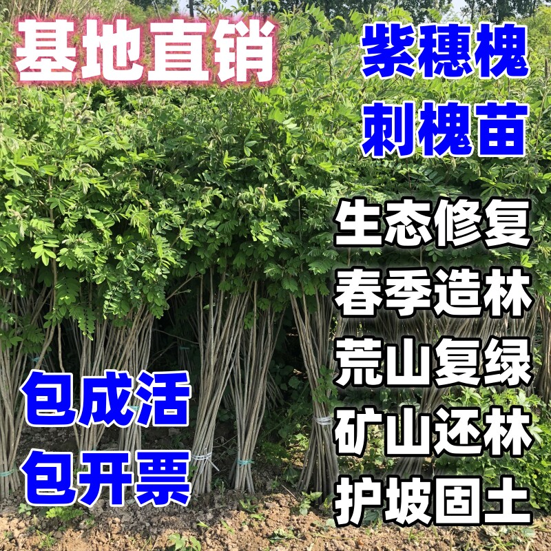 紫穗槐树苗防沙固沙护坡刺槐苗紫花苗耐寒耐旱道路护坡生态修复
