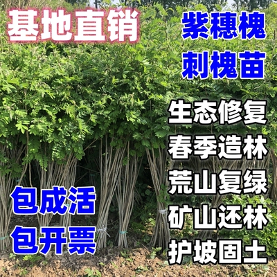紫穗槐苗刺槐苗生态修复矿山复绿