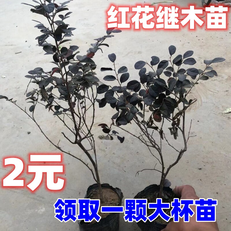 绿化苗木红花继木球红花继木小苗红花继木树苗红花继木球四季长红