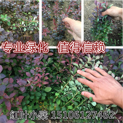 金叶女贞紫叶小檗绿篱笆树苗