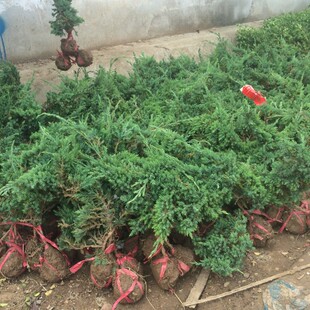 绿化苗沙地柏苗 爬地柏树苗 爬地柏盆景洒金柏苗铺地柏苗造型用苗