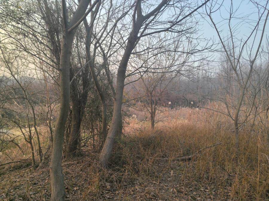 安徽省*****生态农业发展有限公司拥有的林木资产及林地使用权