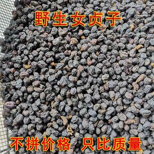 山区野生女贞子药材正品天然野生女贞子茶男人泡酒冬青树籽包邮