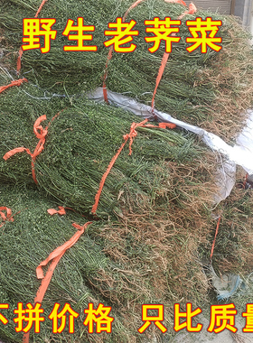 新鲜野生整株老荠菜带花带根茎籽洗菜地菜三月三荠荠菜