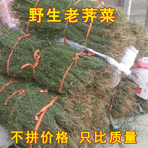新鲜野生整株老荠菜带花带根茎籽洗菜地菜三月三荠荠菜祛湿正品