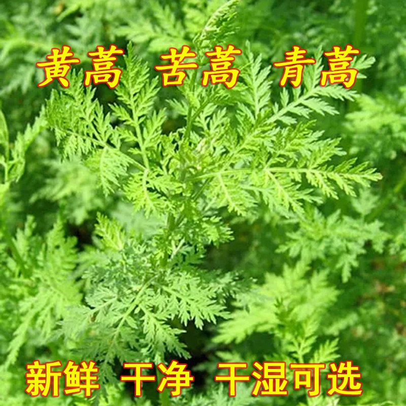 黄蒿新鲜青蒿草苦蒿中药材香蒿下火干清热黄花蒿臭蒿子做豆酱正品