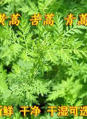 黄蒿新鲜青蒿草苦蒿中药材香蒿下火干清热黄花蒿臭蒿子做豆酱正品