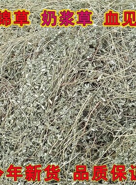 中药材地锦草新货奶浆草血见愁铺卧蛋草血风草奶汁草新货野生干货