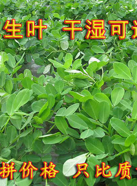 花生叶助眠新货农家花生根叶子安神晒干正品嫩秧花生瓤子25年新货