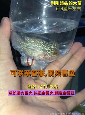 〖泰国进口〗〖起头高〗罗汉鱼