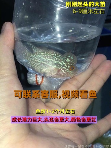 〖泰国进口〗〖起头高〗罗汉鱼